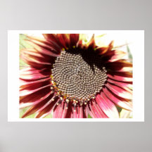 Tournesol rouge affiches
