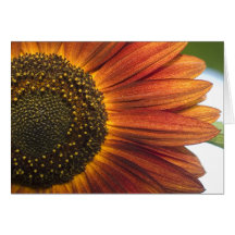Tournesol rouge cartes de vœux