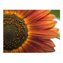 Tournesol rouge cartes postales