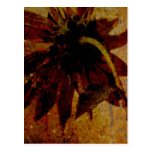 Tournesol rustique carte postale