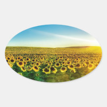 Tournesol - Sunflower Three Sticker Ovale