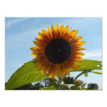 Tournesol Sunshiny de jour Photos Sur Toile