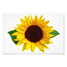 Tournesol Tirage Photo