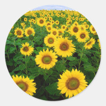 Tournesols Autocollants