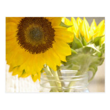 Tournesols Carte Postale