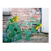 Tournesols Cartes Postales
