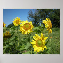 Tournesols dans le vent posters