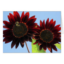 Tournesols de la Reine de velours Carte De Vœux
