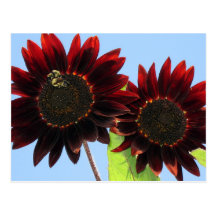 Tournesols de la Reine de velours Cartes Postales
