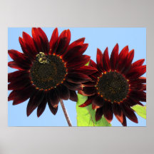Tournesols de la Reine de velours Posters