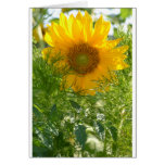 Tournesols et été carte de vœux