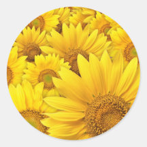 Tournesols jaunes autocollant rond