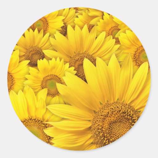 Tournesols jaunes autocollant rond