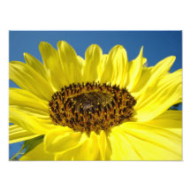 Tournesols jaunes de cadeaux de photographie de be
