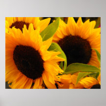 Tournesols Affiche