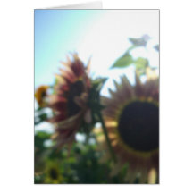 Tournesols rouges un jour ensoleillé carte
