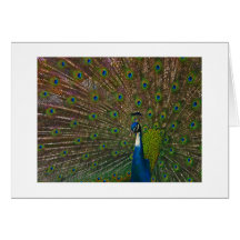 Toutes cartes d'occasion
