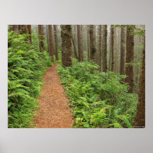 Traînée paisible de forêt posters