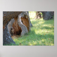 Tranquilité en nature poster