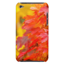 Trees with Orange and Yellow Leaves in the Fall Barely There iPod Cover