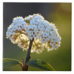 Trépied rougeoyant de tuile de Viburnum Carreaux