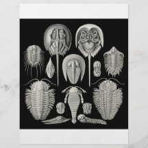 Trilobite ! prospectus en couleur