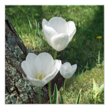 Trio blanc de fleur de tulipes  tirage photo