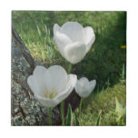 Trio blanc de fleur de tulipes carreaux