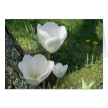 Trio blanc de fleur de tulipes carte de vœux