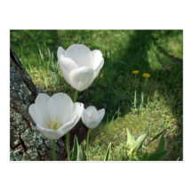 Trio blanc de fleur de tulipes cartes postales
