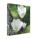 Trio blanc de fleur de tulipes impressions sur toile