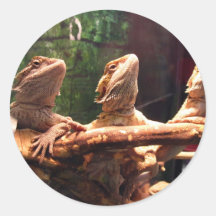 Trio de Leezard Adhésif