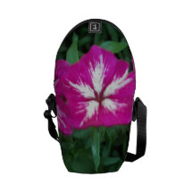 Trio de Phlox de roses indien Sacoches