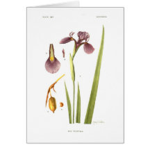 Tripetala d'iris par Mary E Eaton Carte De Vœux