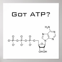 Triphosphate d'adénosine obtenu ? Affiche