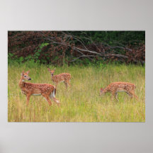 Triplets de faon de cerfs communs coupés la queue 