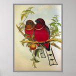 Trogon Rouge-dirigé Affiches