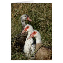 Trois canards de Muscovy Cartes