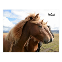 Trois chevaux dans une carte postale de rangée