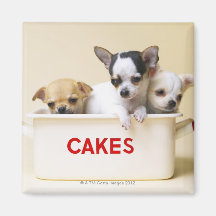 Trois chiots de chiwawa en étain de gâteau magnets pour réfrigérateur