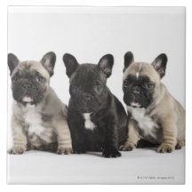 Trois chiots de pure race carreau en céramique