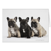 Trois chiots de pure race cartes de vœux