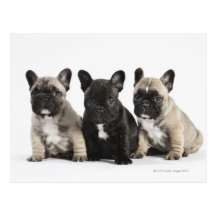 Trois chiots de pure race cartes postales