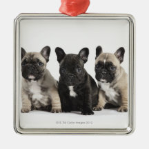 Trois chiots de pure race décoration de noël