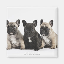 Trois chiots de pure race aimants pour réfrigérateur