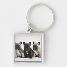 Trois chiots de pure race porte-clef