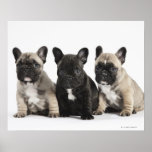 Trois chiots de pure race poster