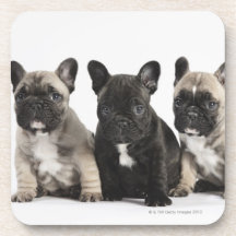 Trois chiots de pure race sous-bock