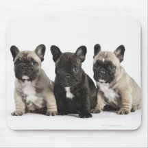 Trois chiots de pure race tapis de souris