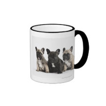Trois chiots de pure race tasse